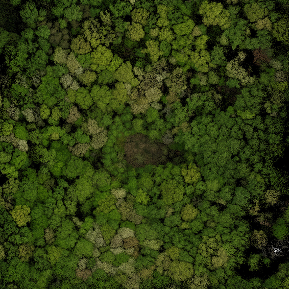 aerial view of trees in forest